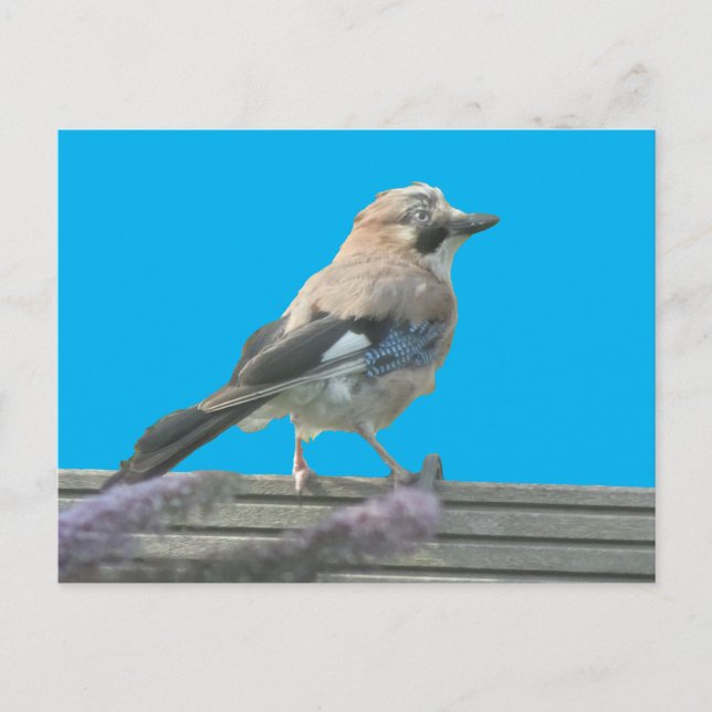 Cartão Postal Cartão-postal de fechamento de gaivota (Frente)