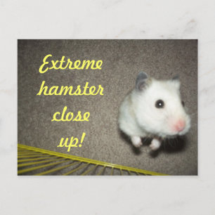Cartão Postal Cartão-postal de fechamento de Hamster Extreme