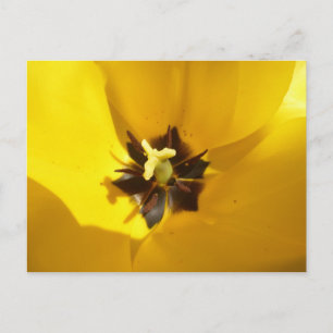 Cartão Postal Cartão-postal de fechamento de tulipa amarelo