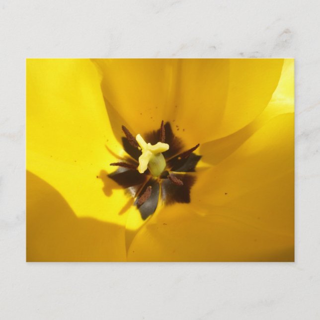 Cartão Postal Cartão-postal de fechamento de tulipa amarelo (Frente)
