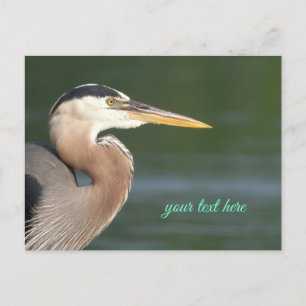 Cartão Postal Cartão-postal de fechamento do Heron Azul-excelent
