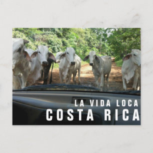 Cartão Postal Cartão-postal de Férias do Paraíso