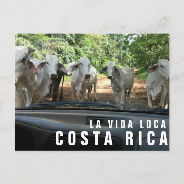 Cartão Postal Cartão-postal de Férias do Paraíso (Frente)