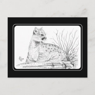 Cartão Postal Cartão-postal de filhote de puma