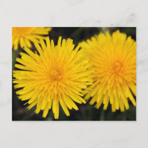 Cartão Postal Cartão-postal de Flor Amarelo-Russo