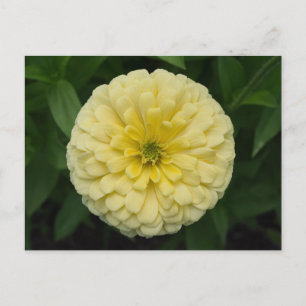 Cartão Postal Cartão-postal de Flor Amarelo Zinnia