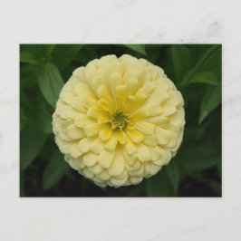 Cartão Postal Cartão-postal de Flor Amarelo Zinnia
