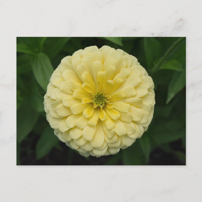 Cartão Postal Cartão-postal de Flor Amarelo Zinnia (Frente)