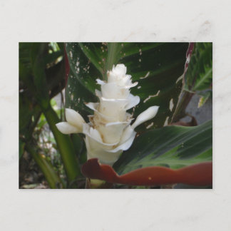 Cartão Postal Cartão-postal de flor branca