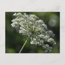 Cartão Postal Cartão-postal de flor branca e renda da Rainha Ann