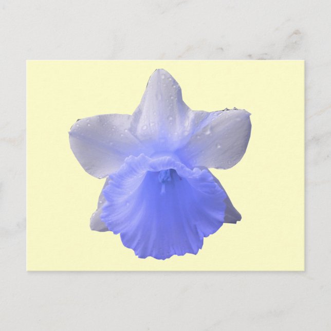 Cartão Postal Cartão-postal de Flor Daffodil Azul (Frente)