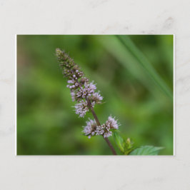 Cartão Postal Cartão-postal de Flor de Flor Roxo Roxo