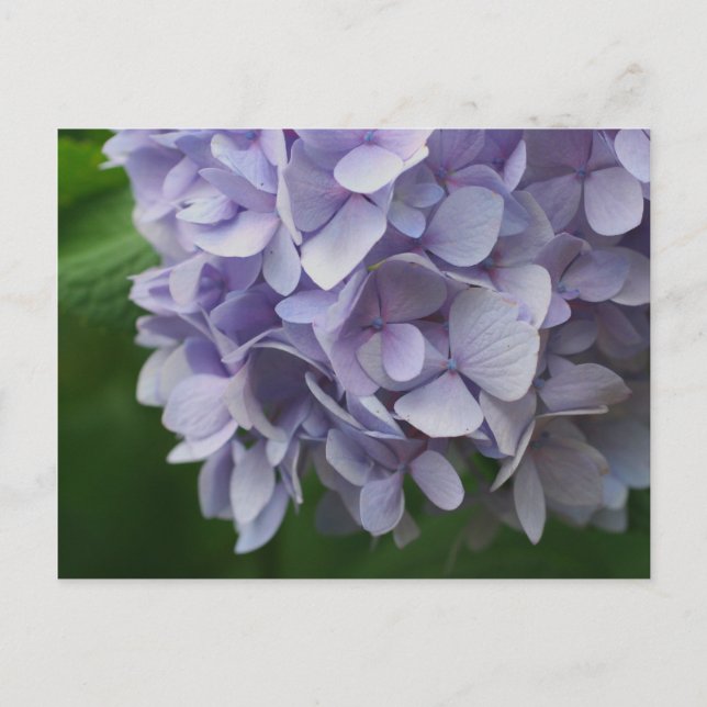 Cartão Postal Cartão-postal de Flor de Hydrangea Azul Doce (Frente)