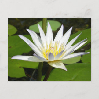 Cartão Postal Cartão-postal de Flor de Lotus Branco