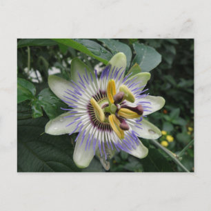 Cartão Postal Cartão-postal de Flor de Paixão