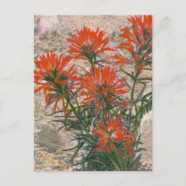 Cartão Postal Cartão-postal de Flor de Pincel Vermelho