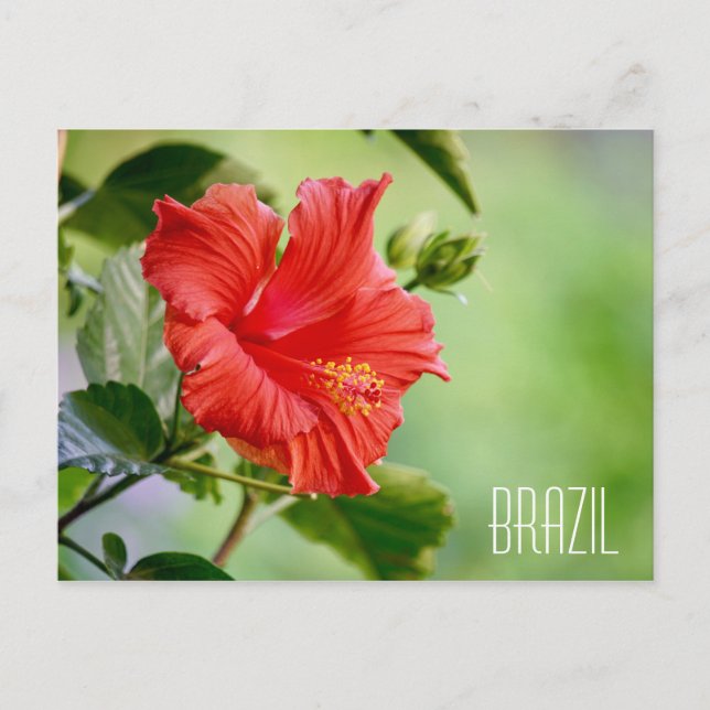 Cartão Postal Cartão-postal de flor hibisco do Brasil (Frente)