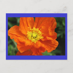 Cartão Postal Cartão-postal de Flor Laranja