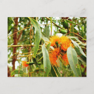 Cartão Postal Cartão-postal de Flor Laranja