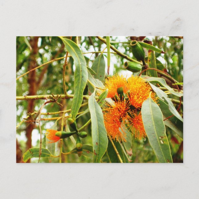 Cartão Postal Cartão-postal de Flor Laranja (Frente)