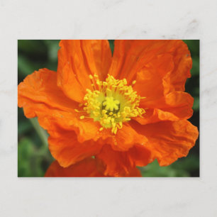 Cartão Postal Cartão-postal de Flor Laranja