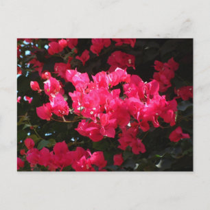 Cartão Postal Cartão-postal de flor rosa