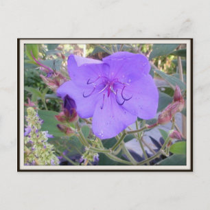 Cartão Postal Cartão-postal de Flor Roxo