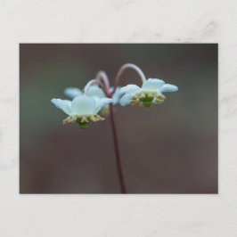 Cartão Postal Cartão-postal de flor selvagem (Pipsissewa) verde-