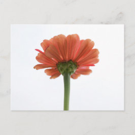 Cartão Postal Cartão-postal de Flor Zinnia Laranja