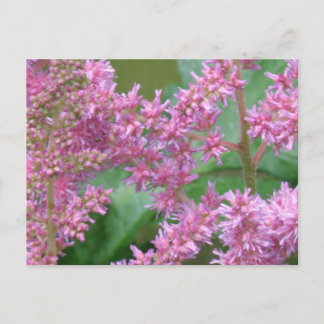 Cartão Postal Cartão-postal de Flores Astilbe Rosa
