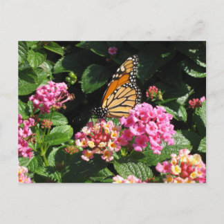 Cartão Postal Cartão-postal de flores borboletas