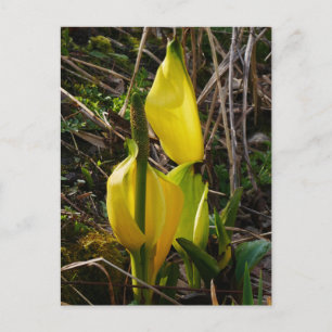 Cartão Postal Cartão-postal de Flores de Cabeça Amarelo