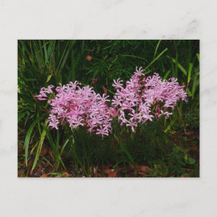Cartão Postal Cartão-postal de Flores Nerinas Rosa