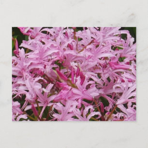 Cartão Postal Cartão-postal de Flores Nerinas Rosa