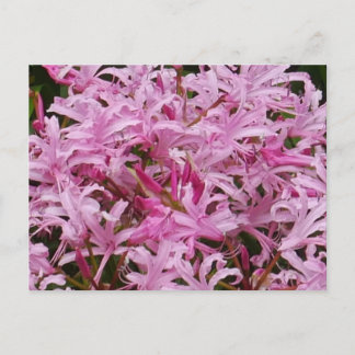 Cartão Postal Cartão-postal de Flores Nerinas Rosa
