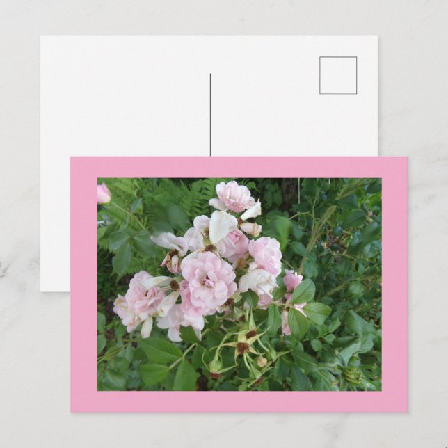 Cartão Postal Cartão-postal de Flores Rosa (Frente/Verso)