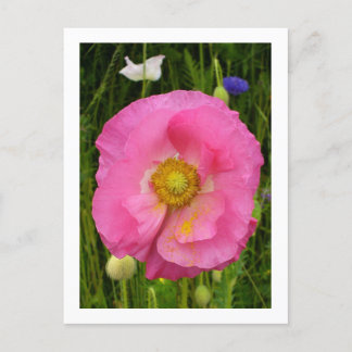 Cartão Postal Cartão-postal de flores selvagens