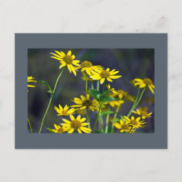 Cartão Postal Cartão-postal de flores silvestres amarelas