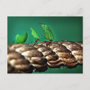 Cartão Postal Cartão-postal de formigas com folheto