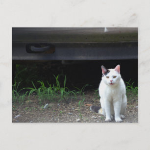 Cartão Postal Cartão-postal de foto Cat