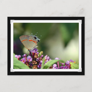 Cartão Postal Cartão-postal de foto da borboleta Hairstreak da