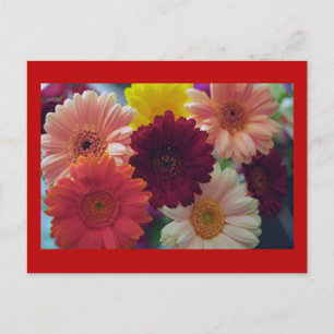 Cartão Postal Cartão-postal de Foto da Gerbera Daisy Flower