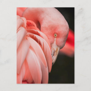 Cartão Postal Cartão-postal de foto de fechamento Flamingo rosa