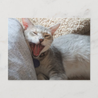 Cartão Postal Cartão-postal de foto de Jasper Yawning Kitten