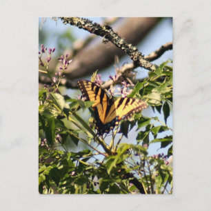 Cartão Postal Cartão-postal de foto do botão Swallowtail de Tigr