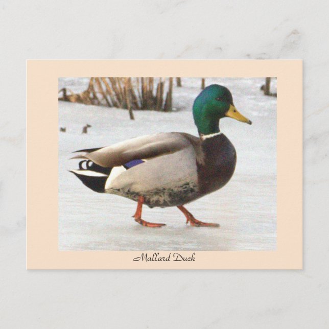 Cartão Postal Cartão-postal de foto do Duck Mallard (Frente)