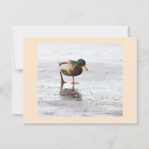 Cartão Postal Cartão-postal de foto do Duck Mallard