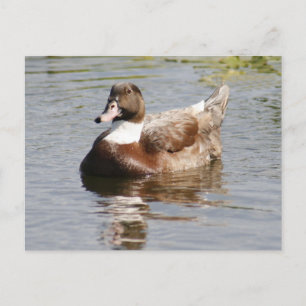 Cartão Postal Cartão-postal de foto do Duck Mallard