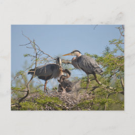 Cartão Postal Cartão-postal de foto do Heron Nest Azul