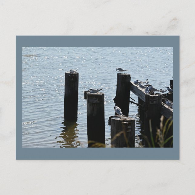 Cartão Postal Cartão-postal de foto do Seagulls (Frente)